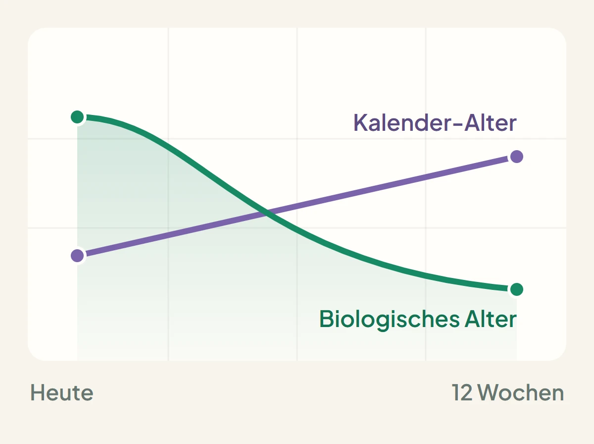 Diagramm über 12 Wochen: die Linie „Kalender-Alter" steigt gleichmäßig an, die Linie „Biologisches Alter" fällt.